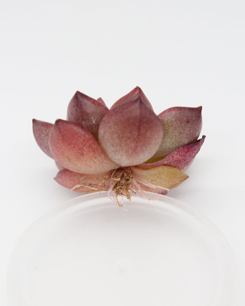 Echeveria Lovebirds