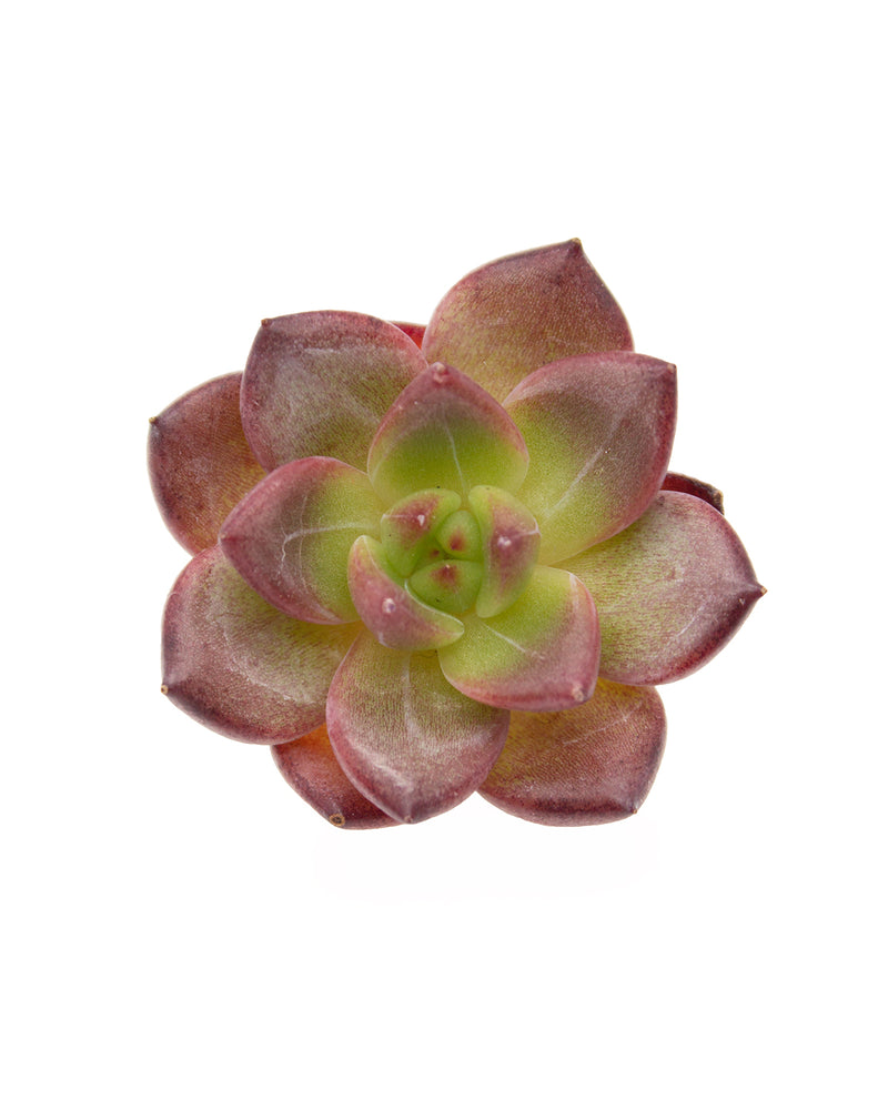 Echeveria Lovebirds