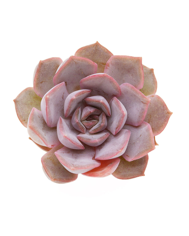 Echeveria Lucinda