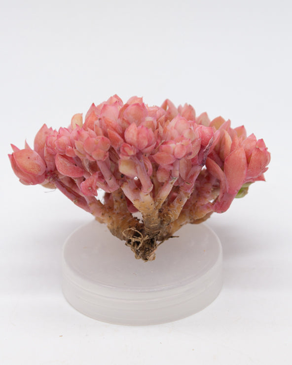 Echeveria Luella