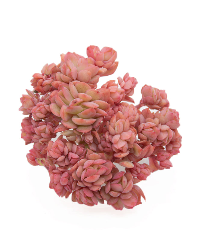 Echeveria Luella