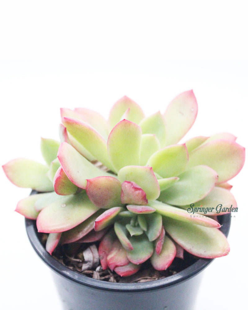 Echeveria Luella