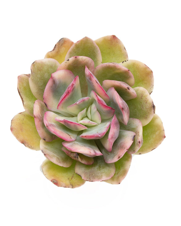 Echeveria Luella var.