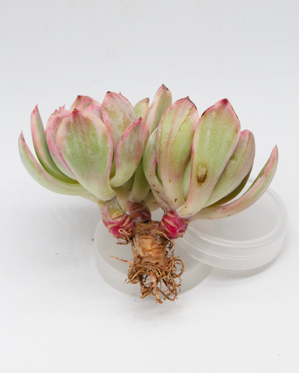 
                
                    Load image into Gallery viewer, Echeveria Luella var.
                
            