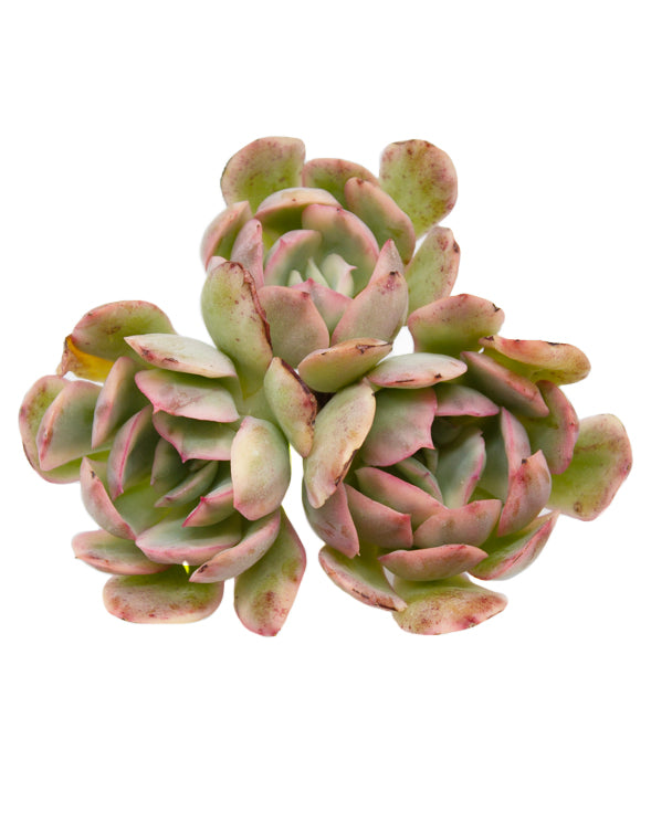 
                
                    Load image into Gallery viewer, Echeveria Luella var.
                
            