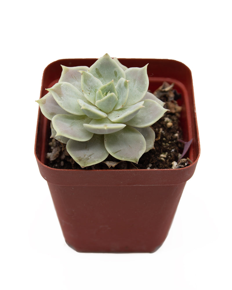 Echeveria Luna Rossa