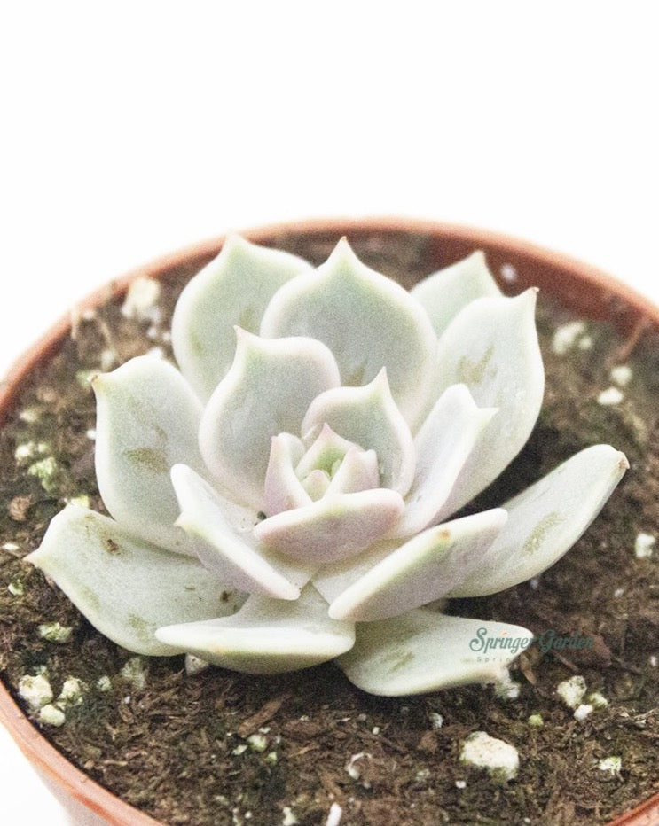Echeveria Luna Rossa