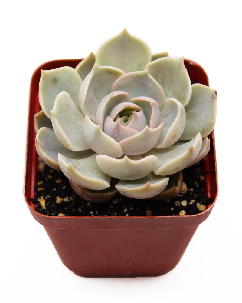 Echeveria Luna Rossa