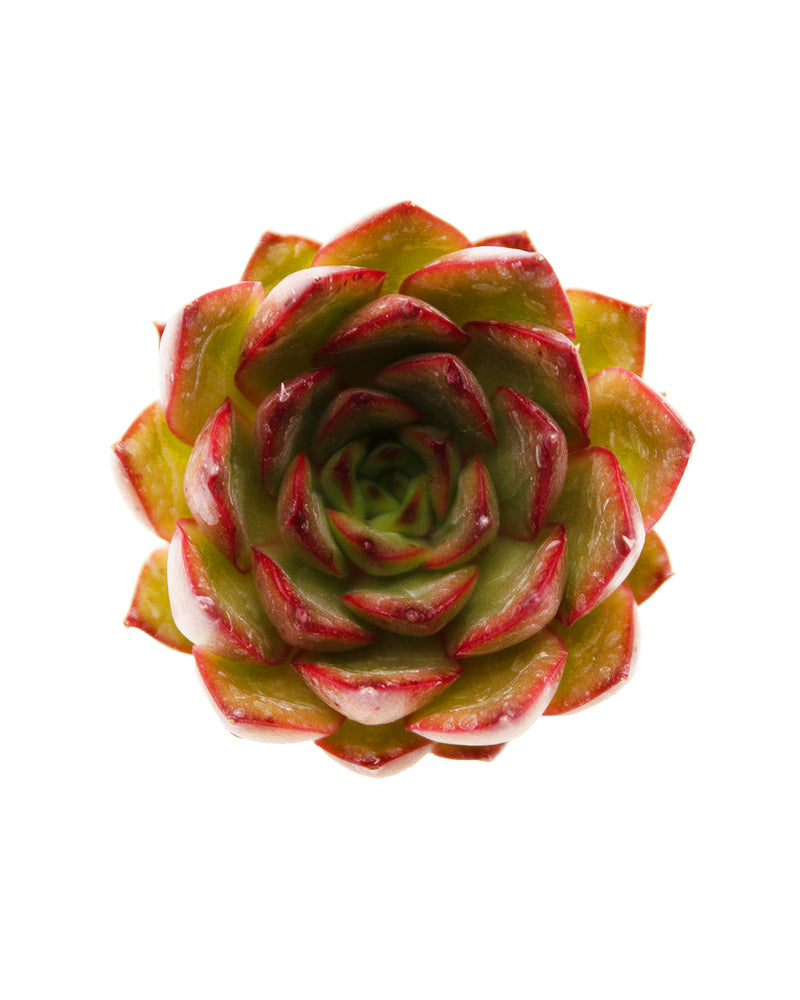 Echeveria Mabina hyb.