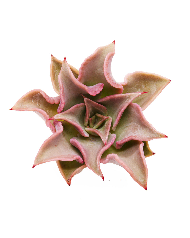 Echeveria Madiba