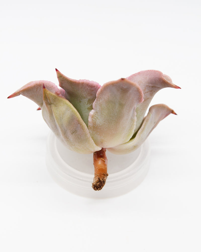 Echeveria Madiba