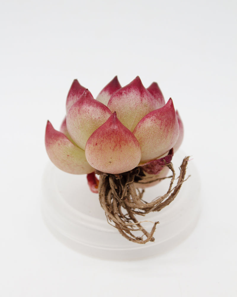 
                
                    Load image into Gallery viewer, Echeveria Magic Crown
                
            