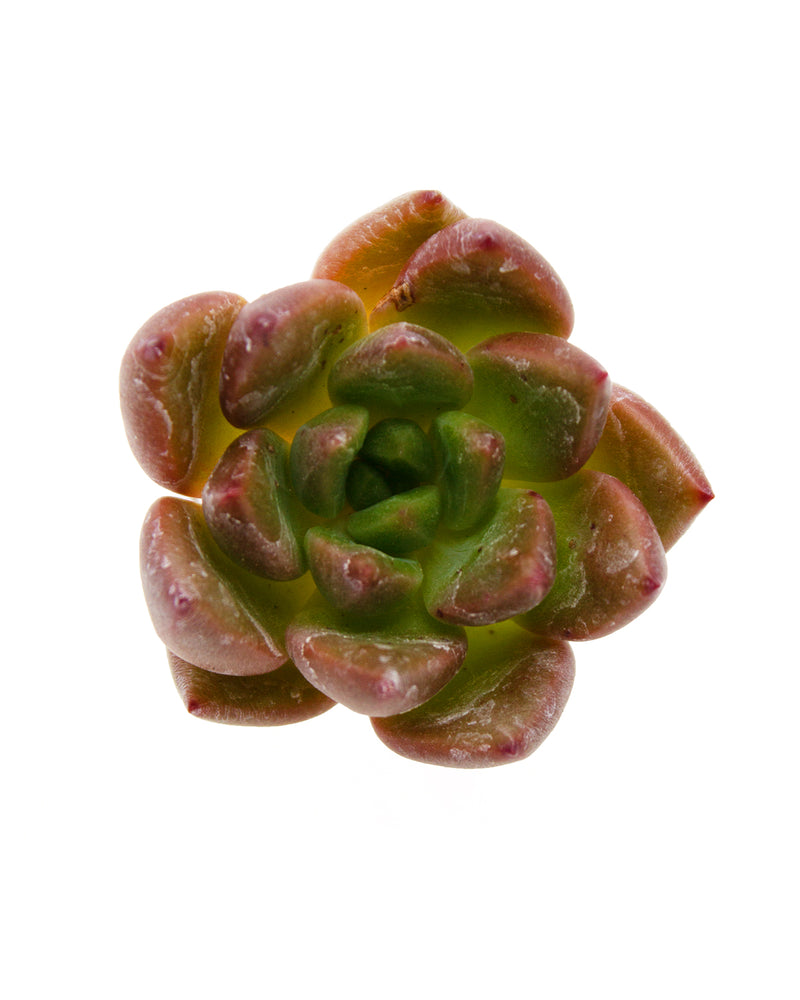 Echeveria Magic Cube