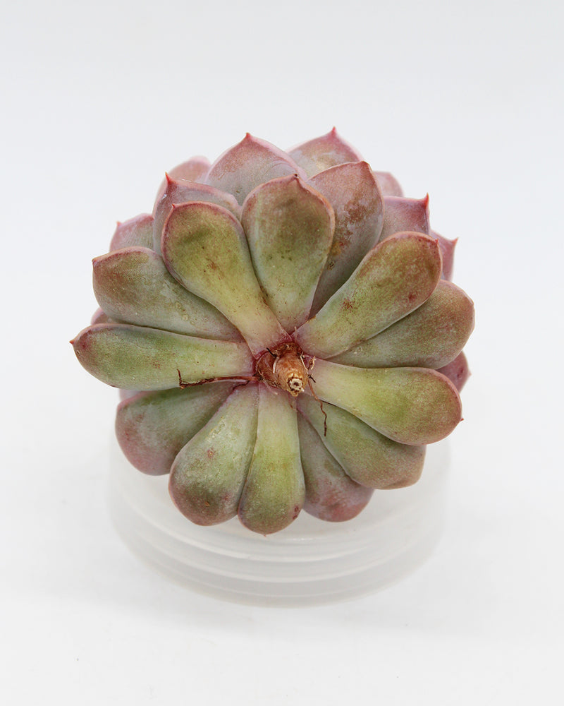 Echeveria Magic Sabana