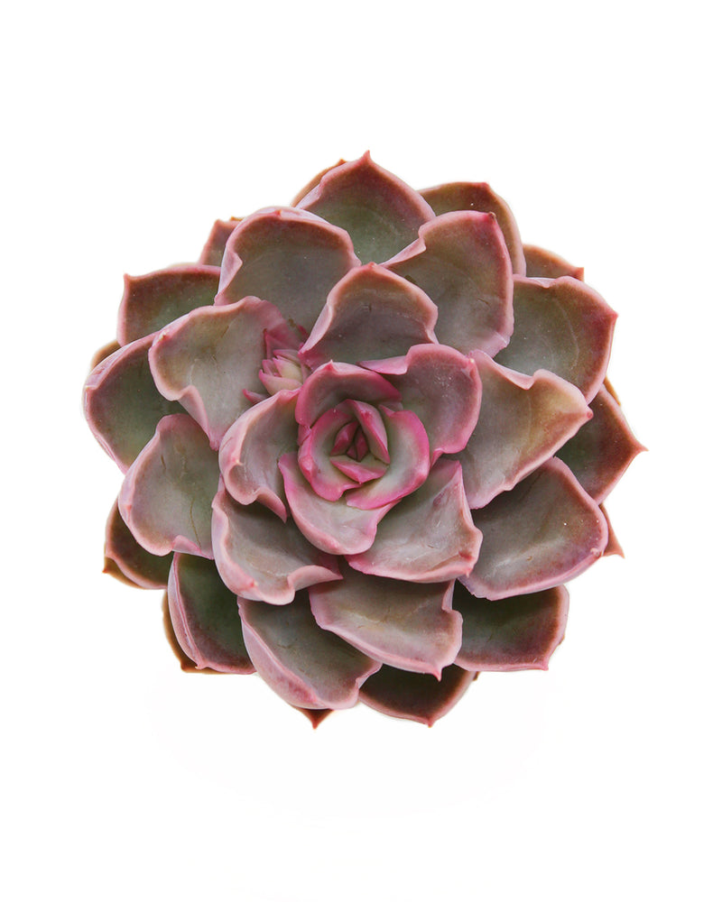 
                
                    Load image into Gallery viewer, Echeveria Magic Sabana
                
            
