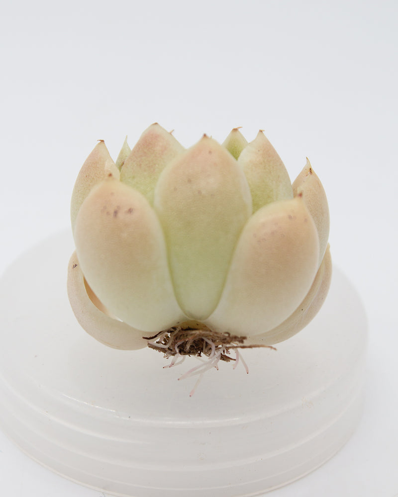 Echeveria Malgan