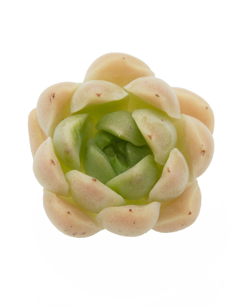 Echeveria Malgan