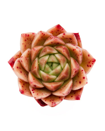 Echeveria Maple