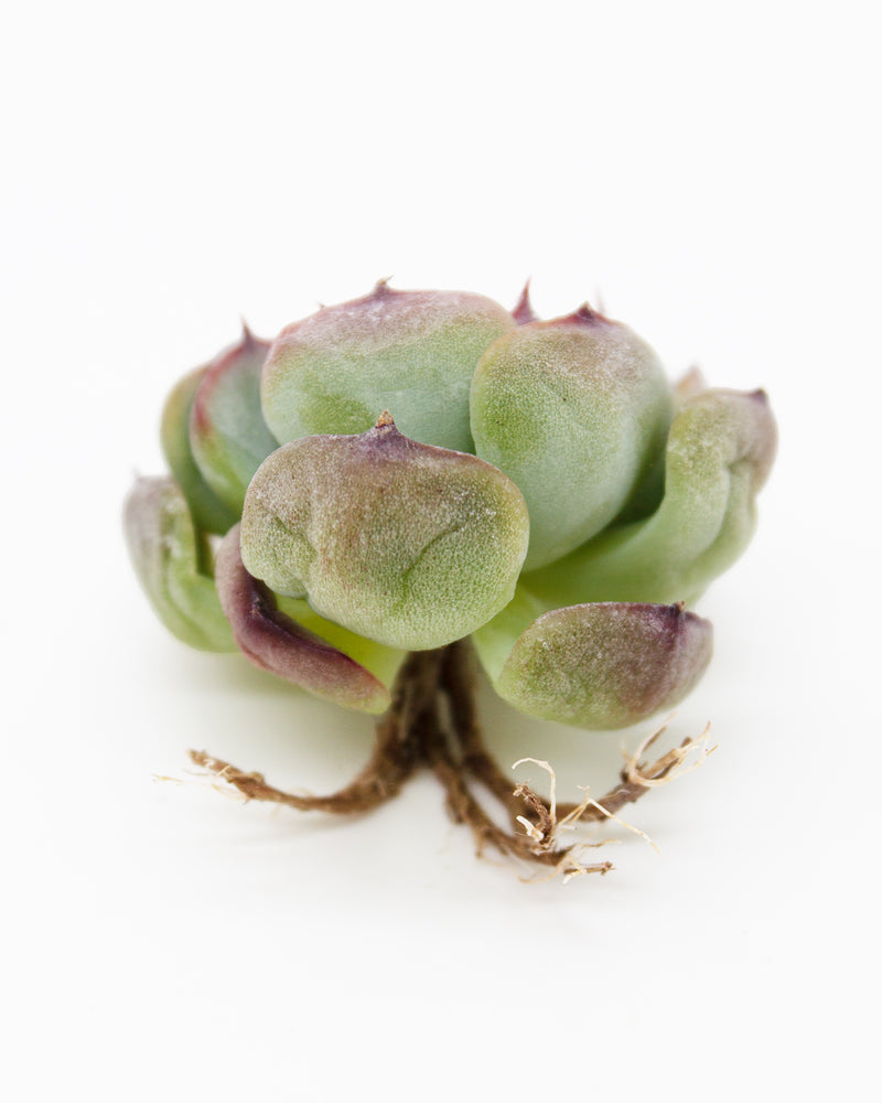 
                
                    Load image into Gallery viewer, Echeveria Marcel
                
            
