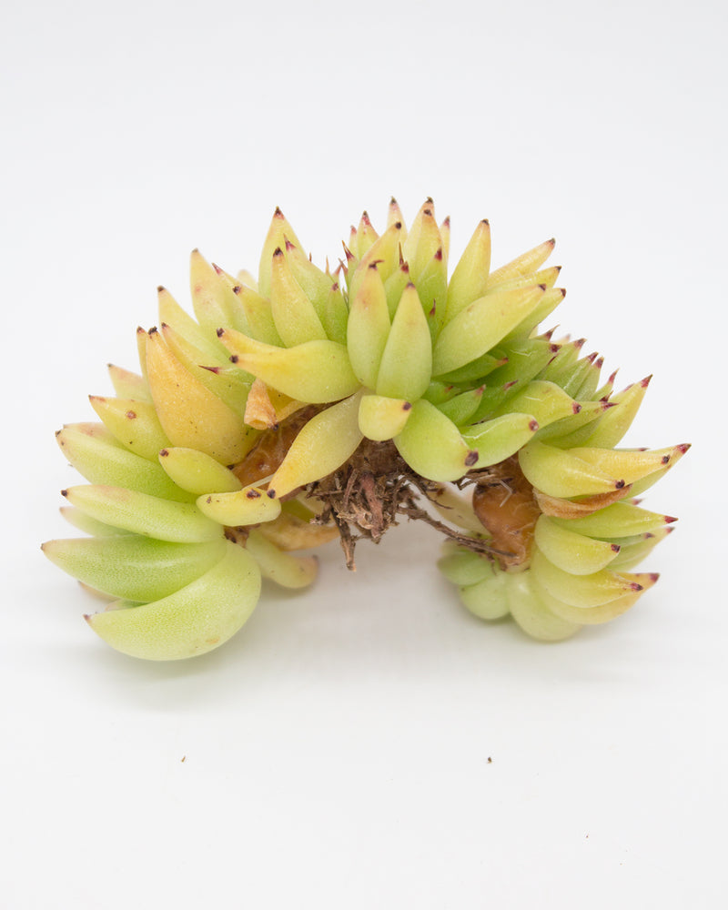 Echeveria Maria Cristata