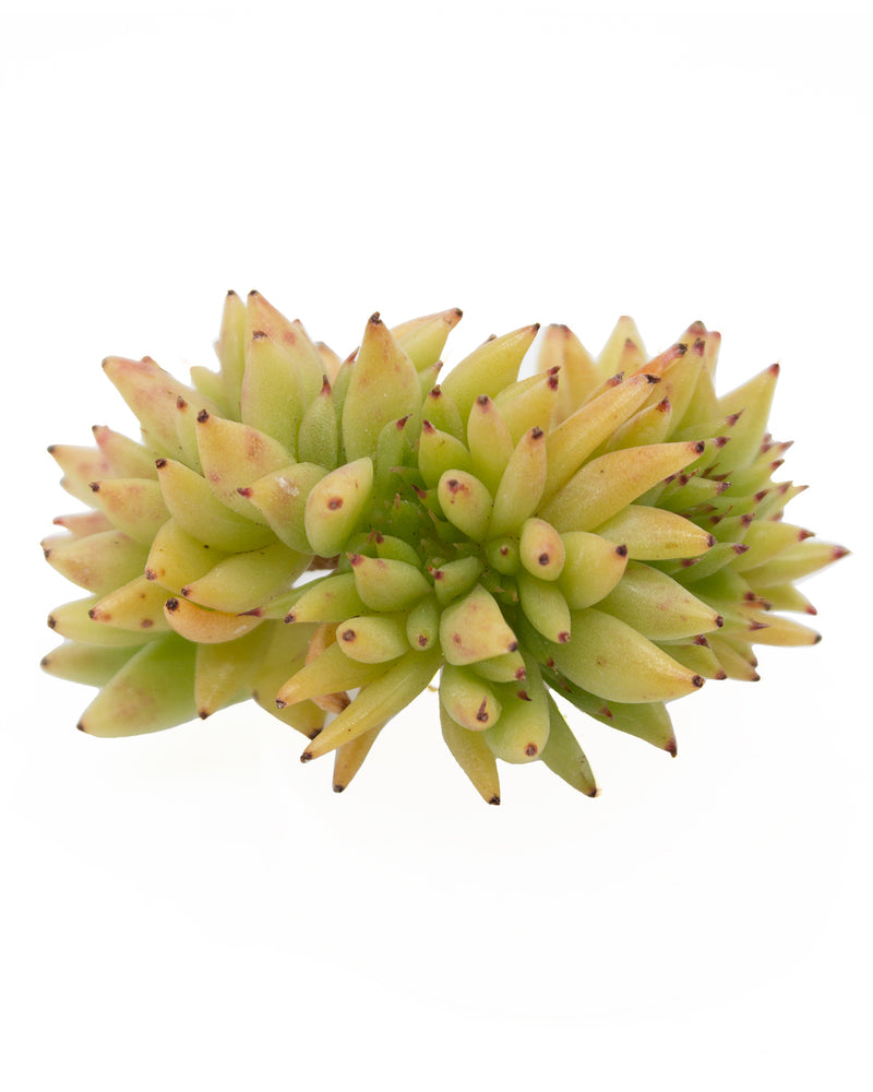 Echeveria Maria Cristata