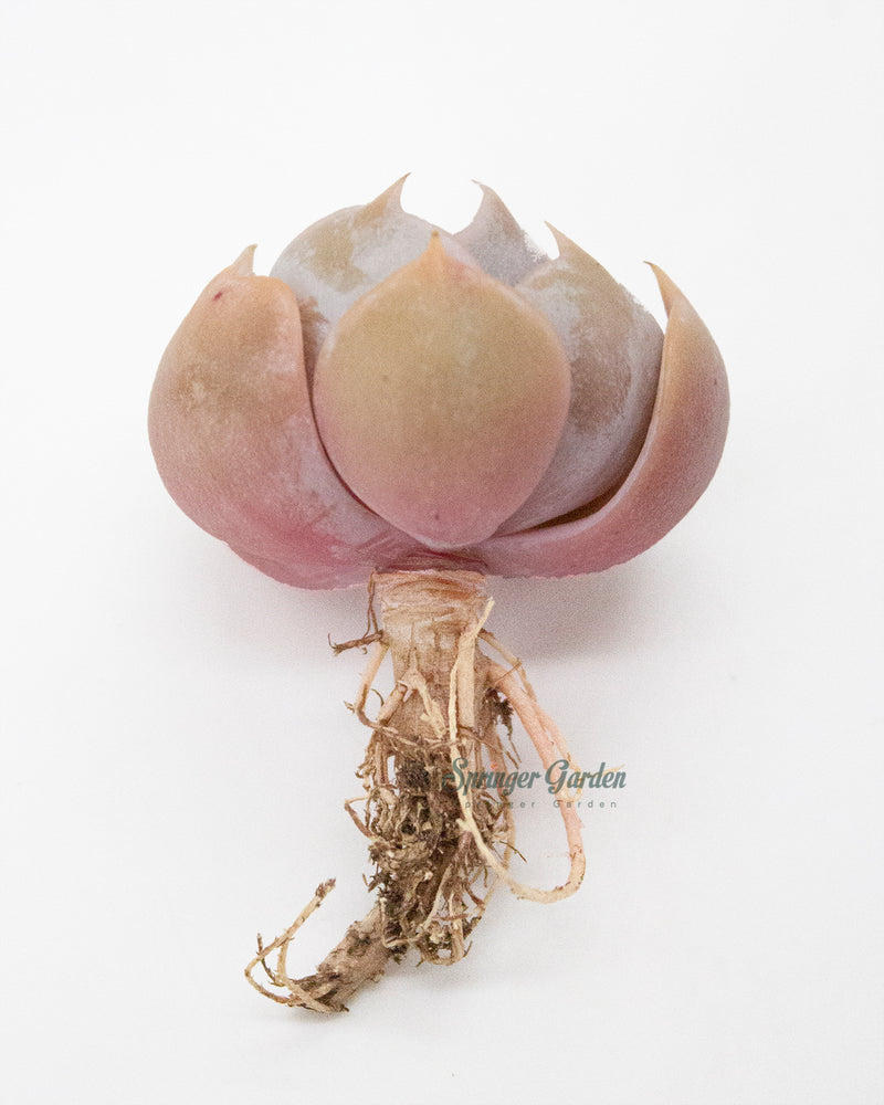 Echeveria Marilyn