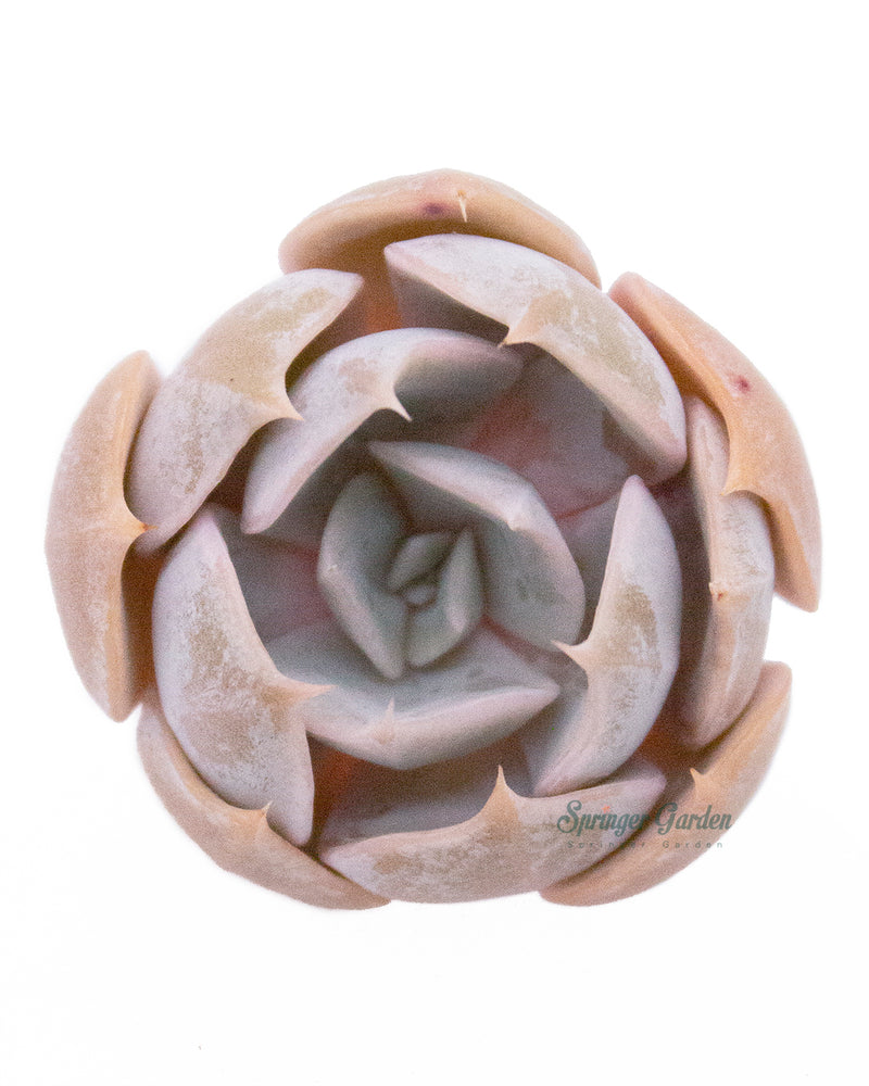 Echeveria Marilyn