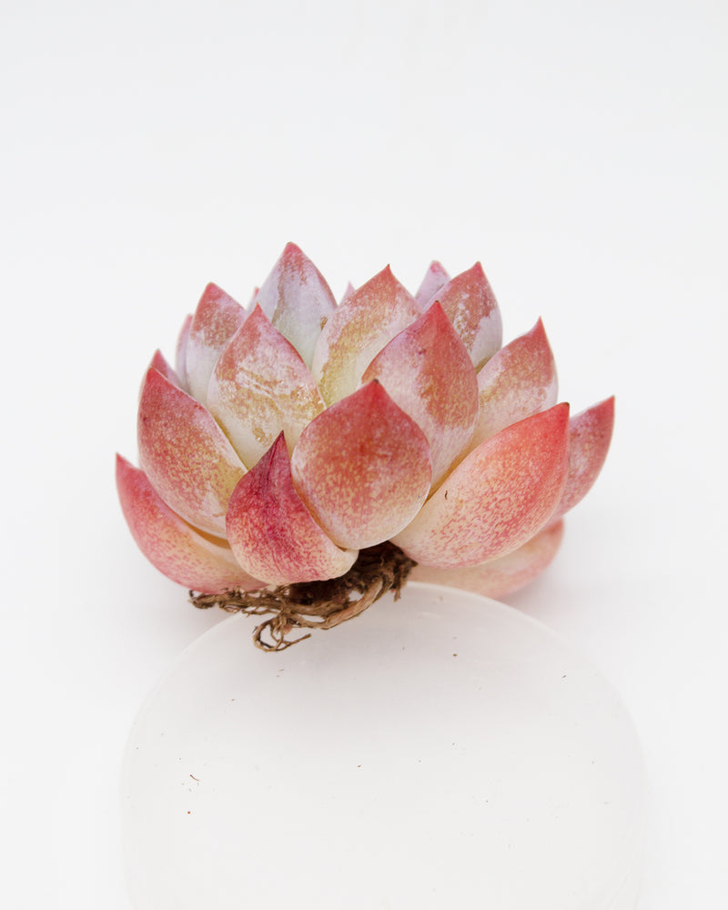 
                
                    Load image into Gallery viewer, Echeveria Marpin
                
            