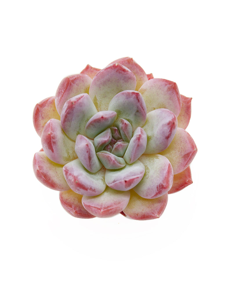 Echeveria Marpin