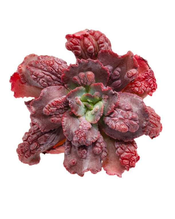 Echeveria Mauna Loa