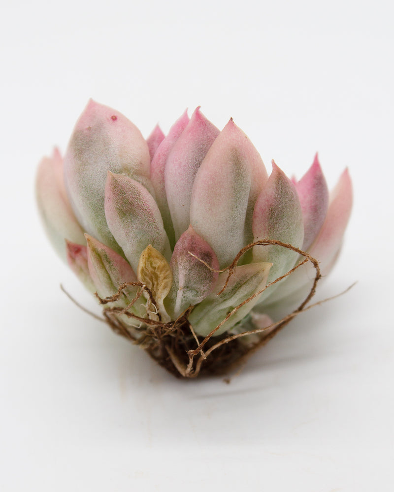 
                
                    Load image into Gallery viewer, Echeveria Mebina Variegated
                
            