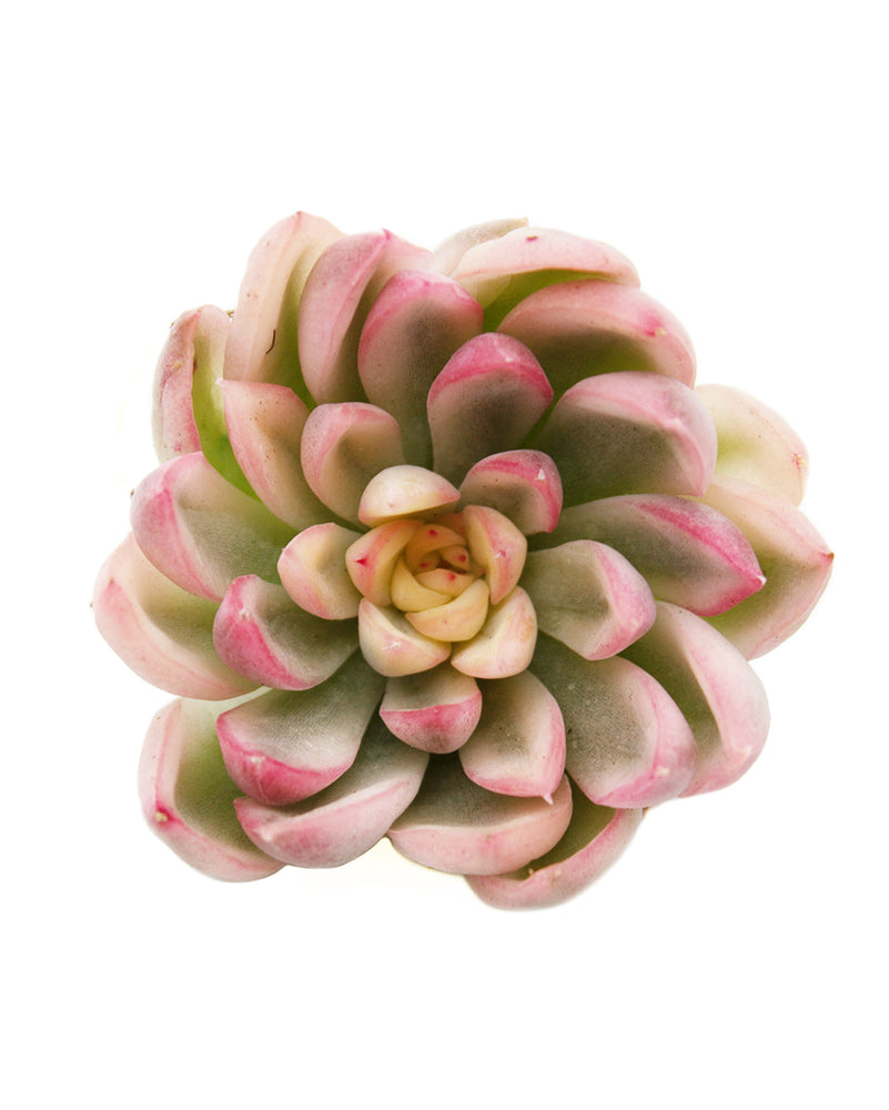 
                
                    Load image into Gallery viewer, Echeveria Mebina Variegated
                
            