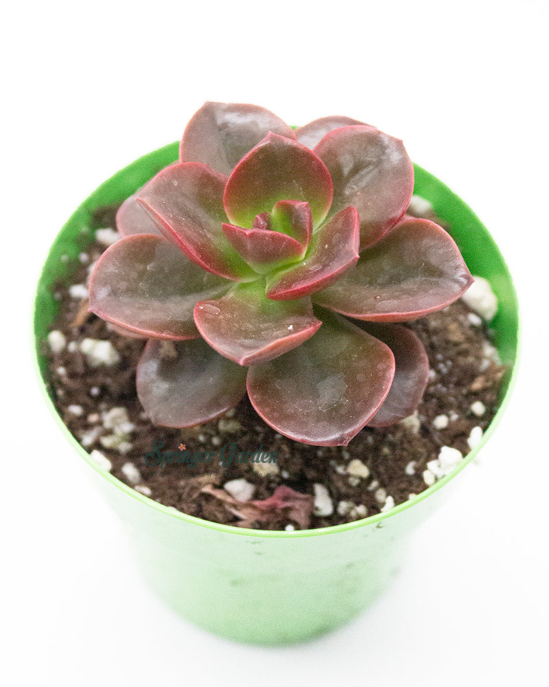 Echeveria Melaco Chocolate