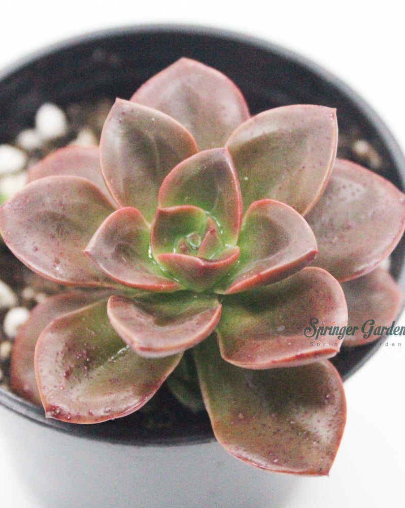 
                
                    Load image into Gallery viewer, Echeveria Melaco Chocolate
                
            