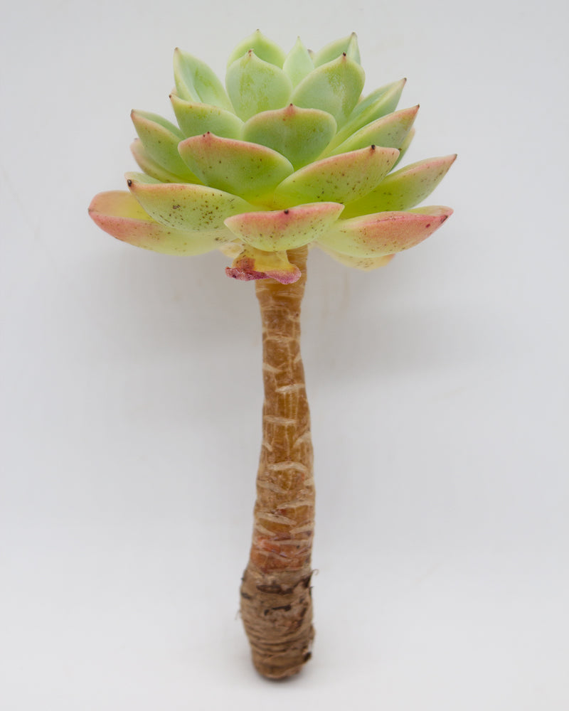 
                
                    Load image into Gallery viewer, Echeveria Mellow Yellow
                
            