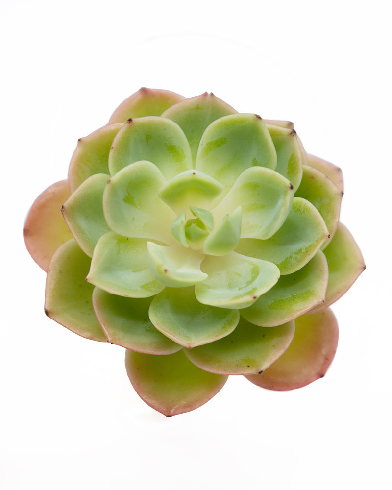 Echeveria Mellow Yellow