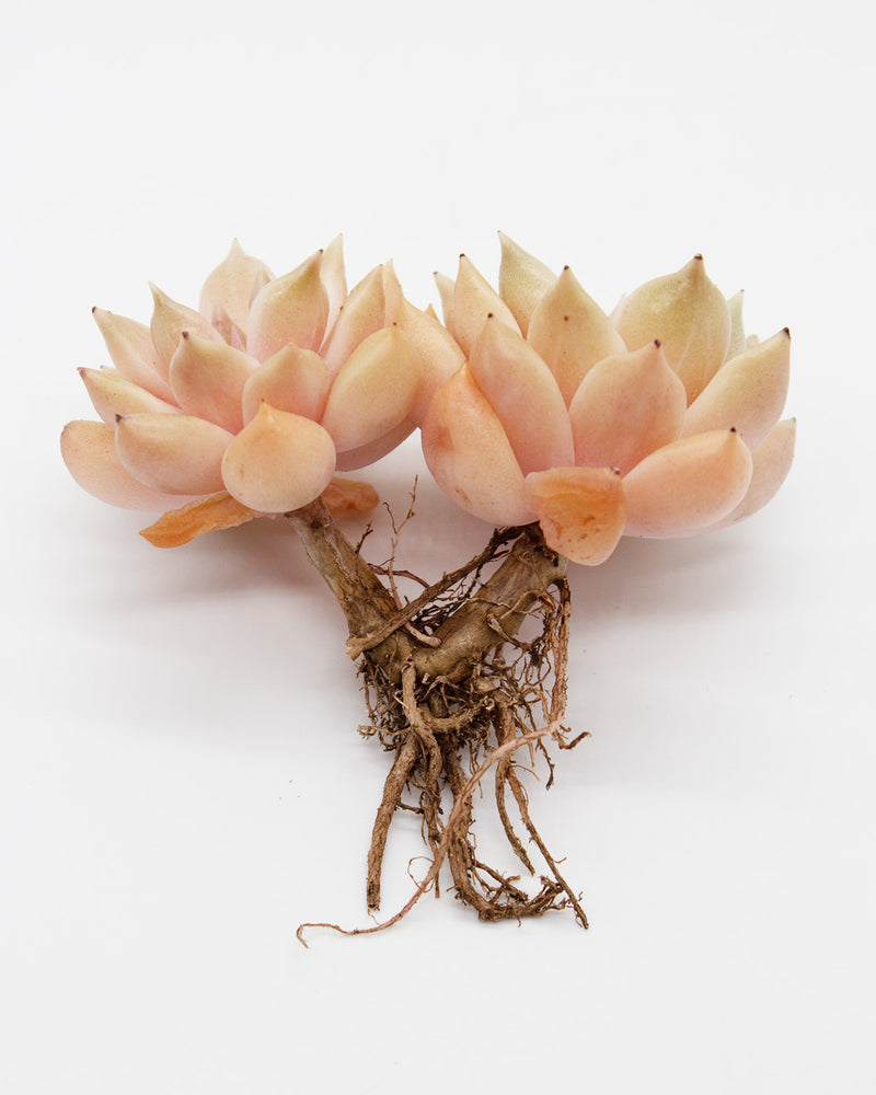 
                
                    Load image into Gallery viewer, Echeveria Melody
                
            