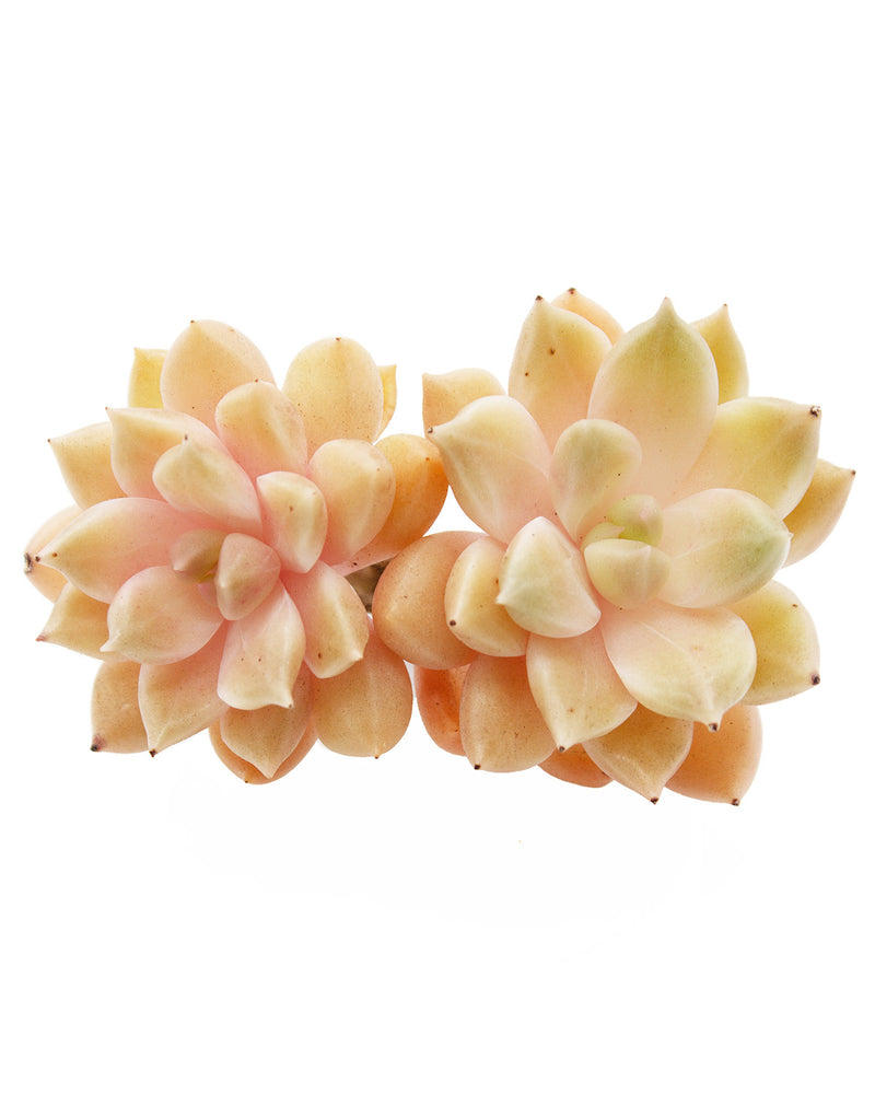 
                
                    Load image into Gallery viewer, Echeveria Melody
                
            