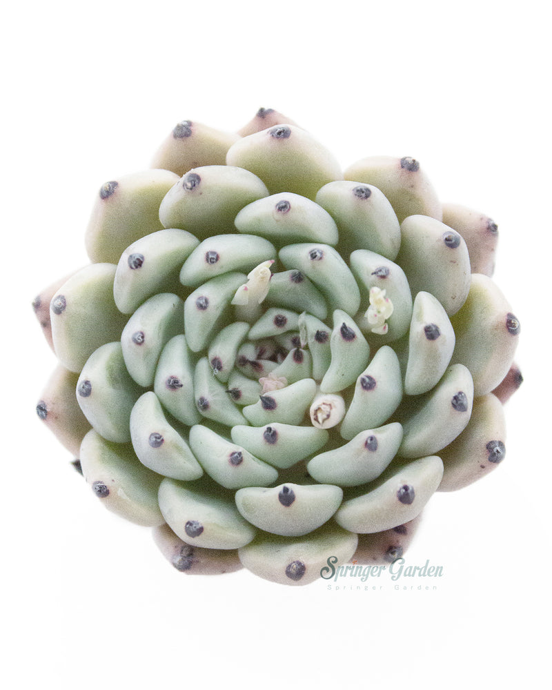 
                
                    Load image into Gallery viewer, Echeveria Mexensis Zaragosa - Orange Green
                
            