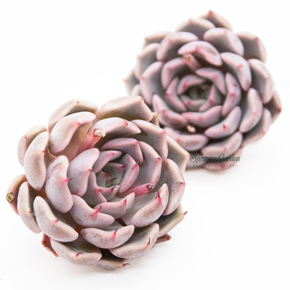 Echeveria Mexensis Zaragoza - Pink