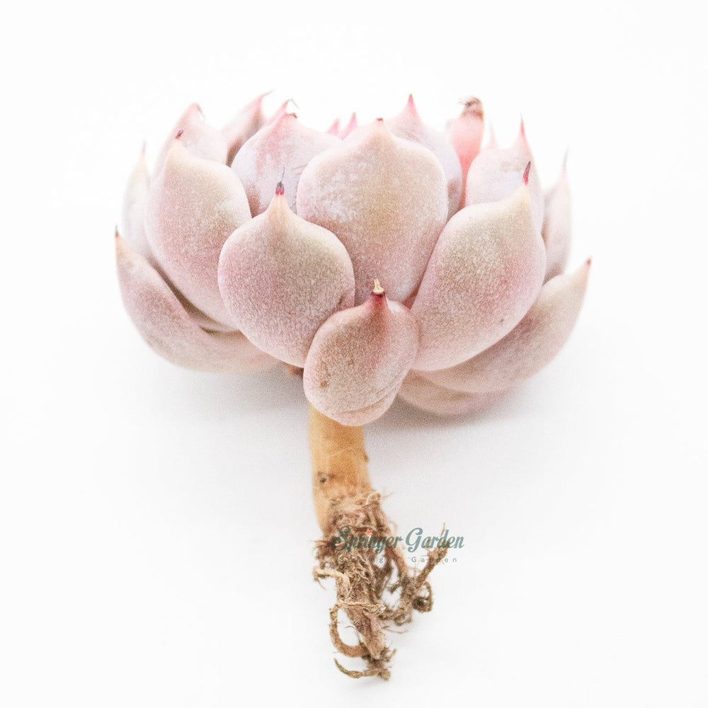 Echeveria Mexensis Zaragoza - Pink