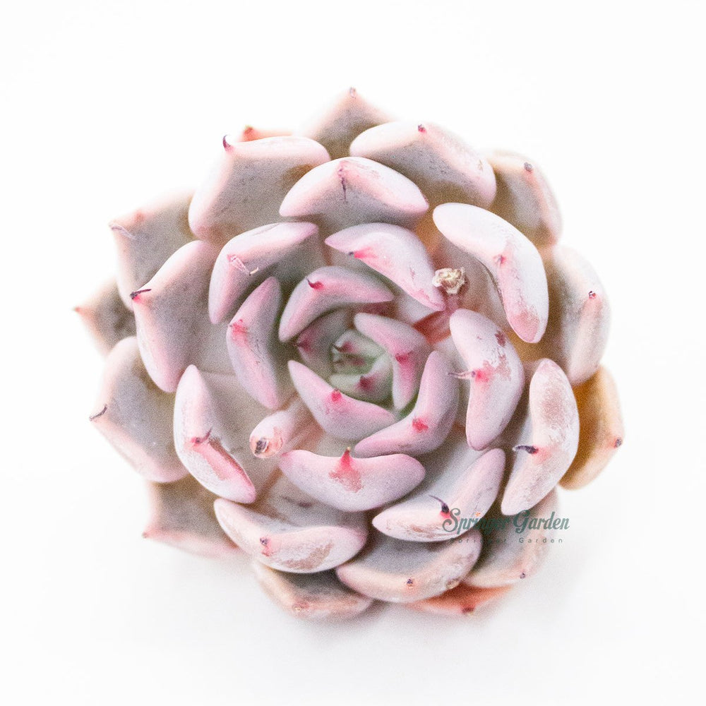 Echeveria Mexensis Zaragoza - Pink