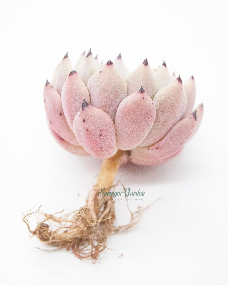 
                
                    Load image into Gallery viewer, Echeveria Mexensis Zaragosa - Orange Green
                
            