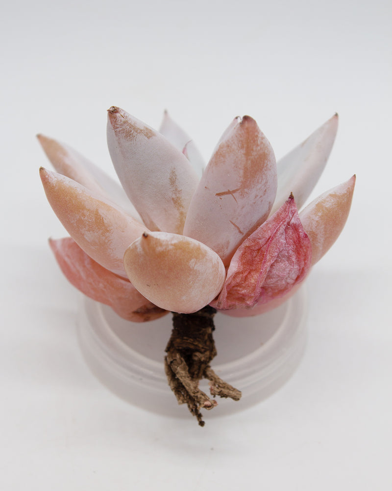 
                
                    Load image into Gallery viewer, Echeveria Mexican Giant
                
            
