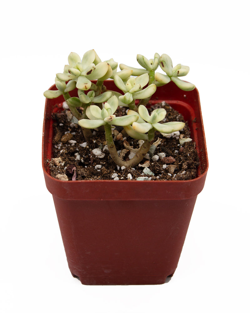 
                
                    Load image into Gallery viewer, Sedum &amp;quot;Jelly Bean Mickey&amp;quot; var.
                
            