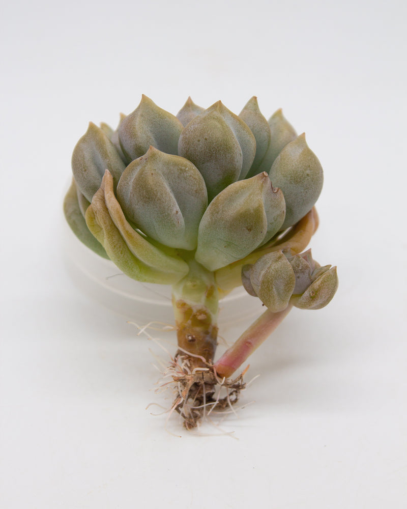 Echeveria Milk