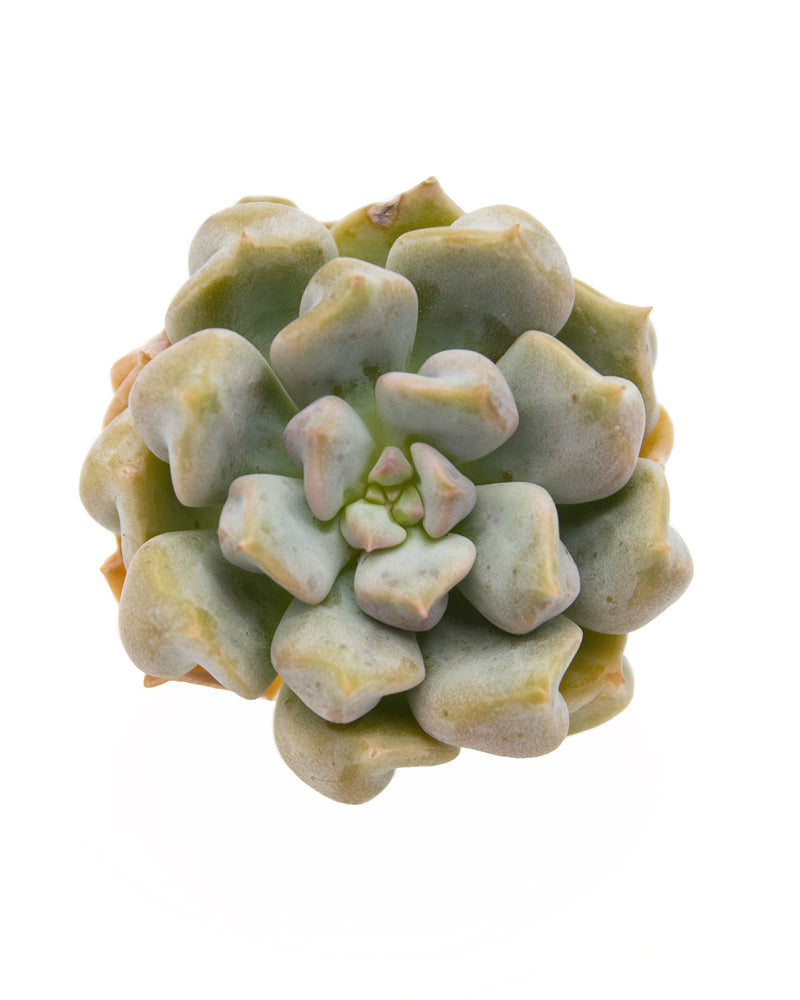 Echeveria Milk