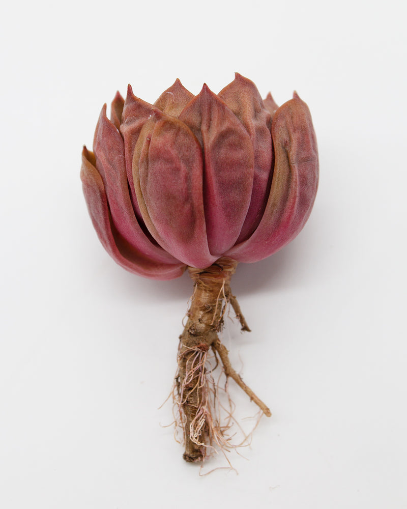 Echeveria Mina