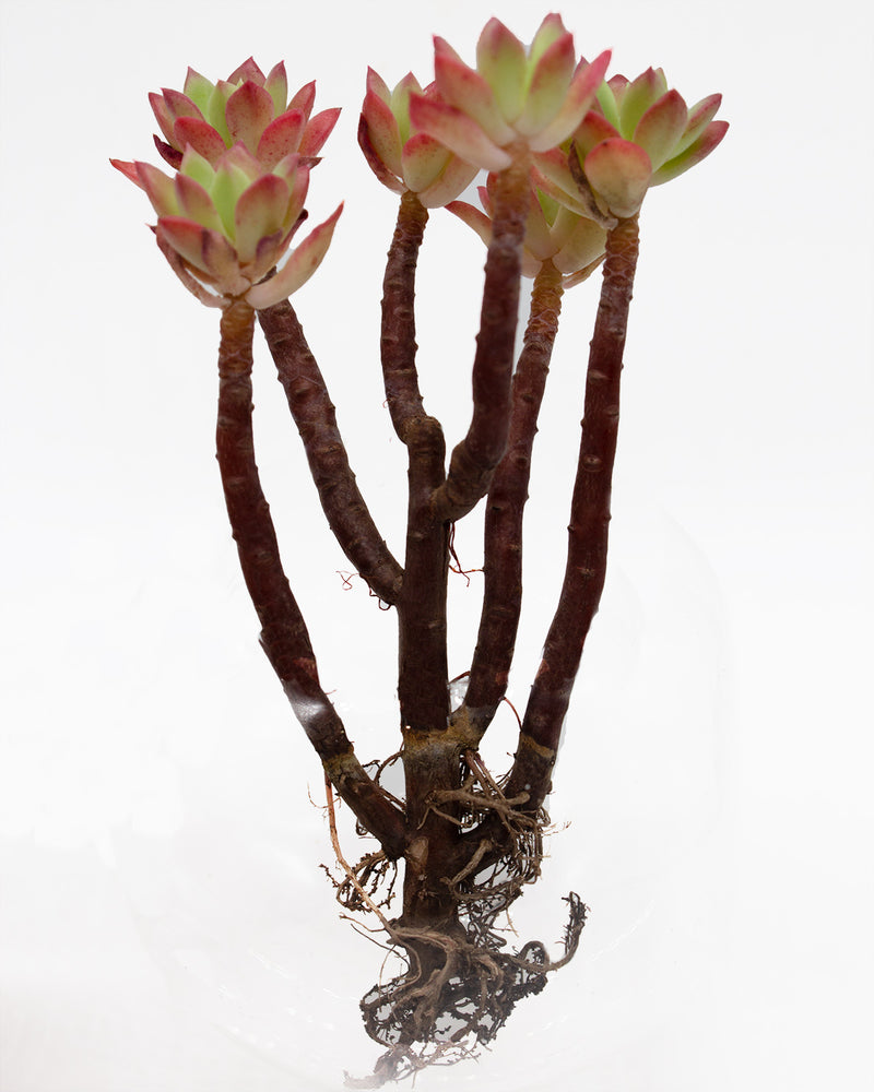 Echeveria Minibell