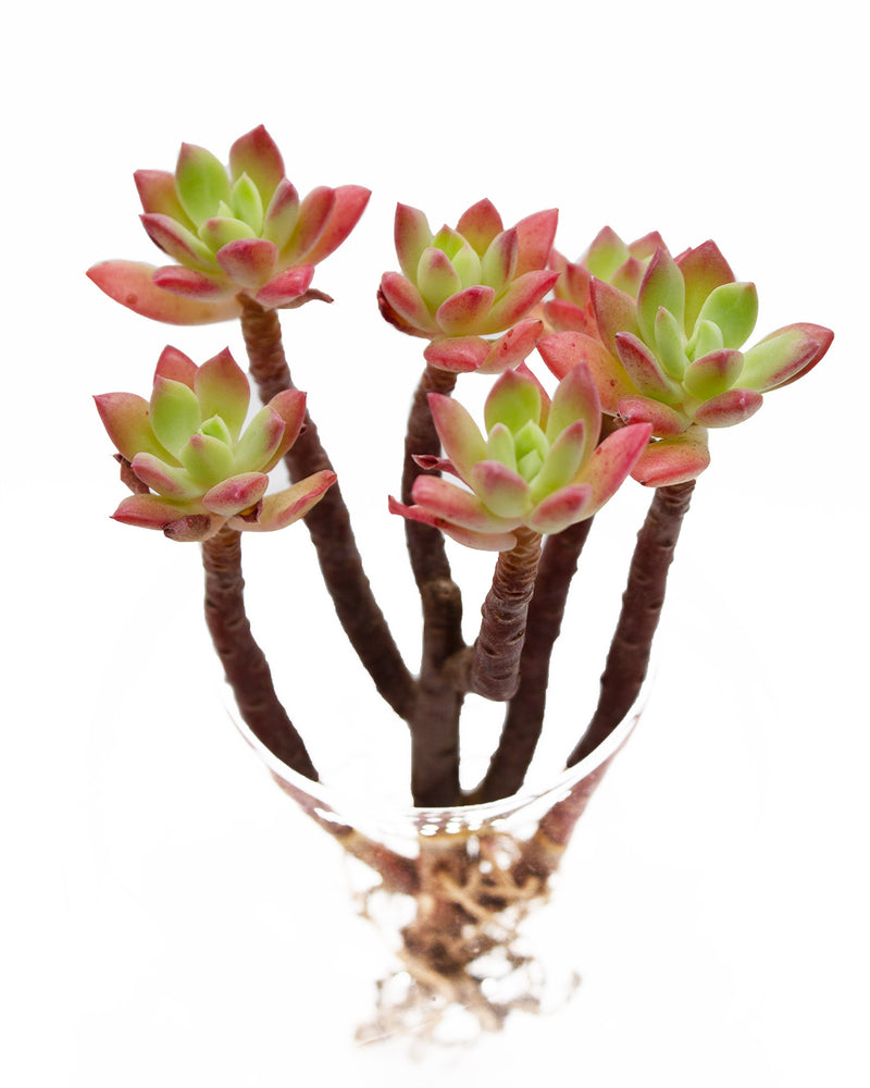 
                
                    Load image into Gallery viewer, Echeveria Minibelle
                
            